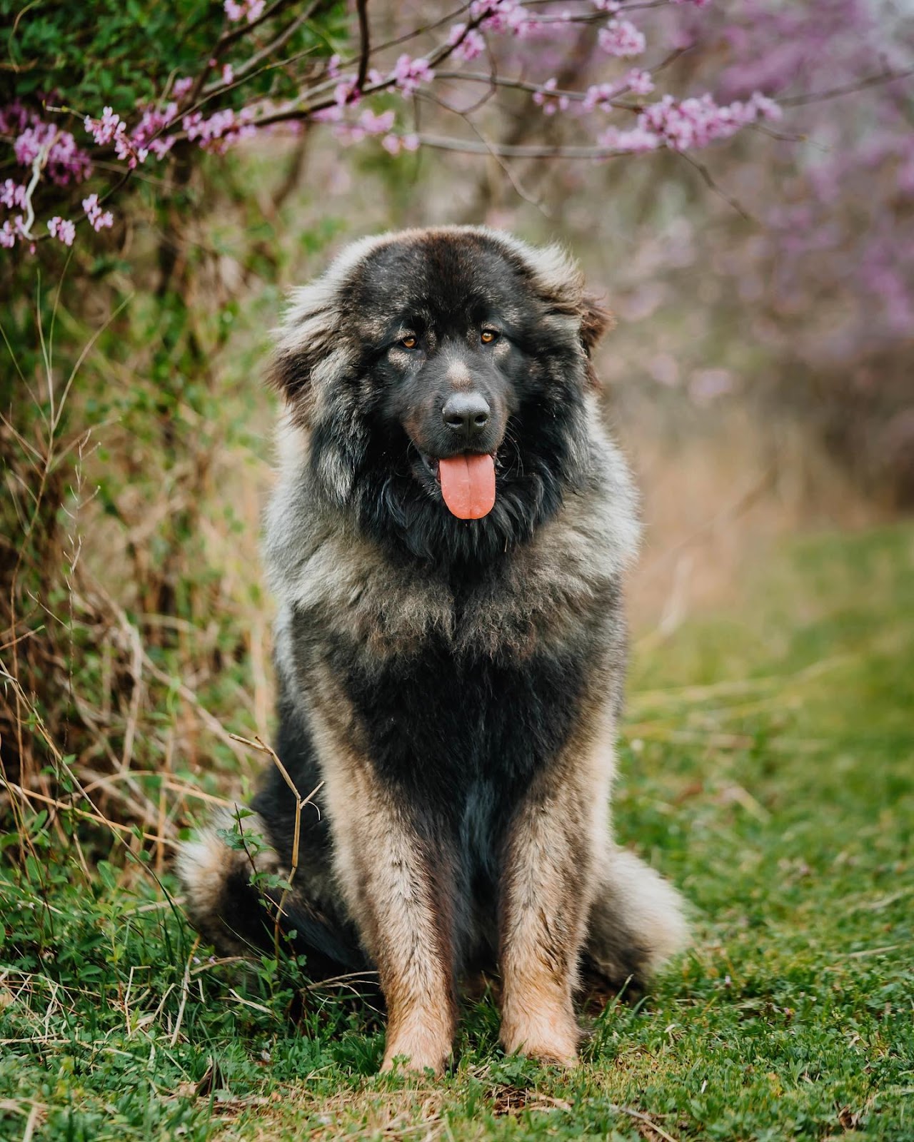 Estrela Mountain Dog