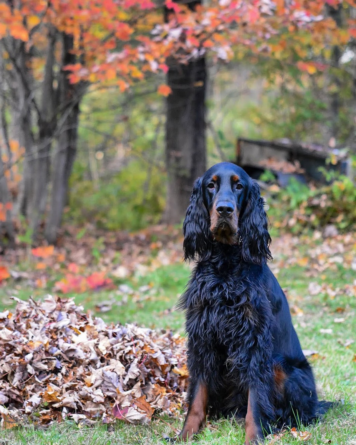 Gordon Setter