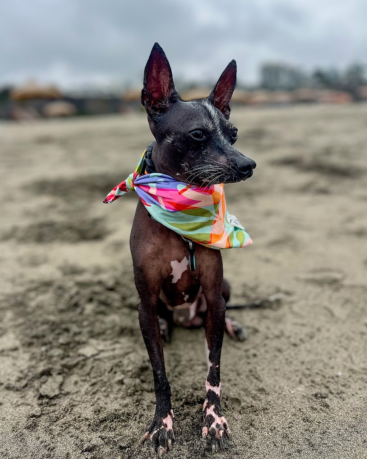 Peruvian Inca Orchid