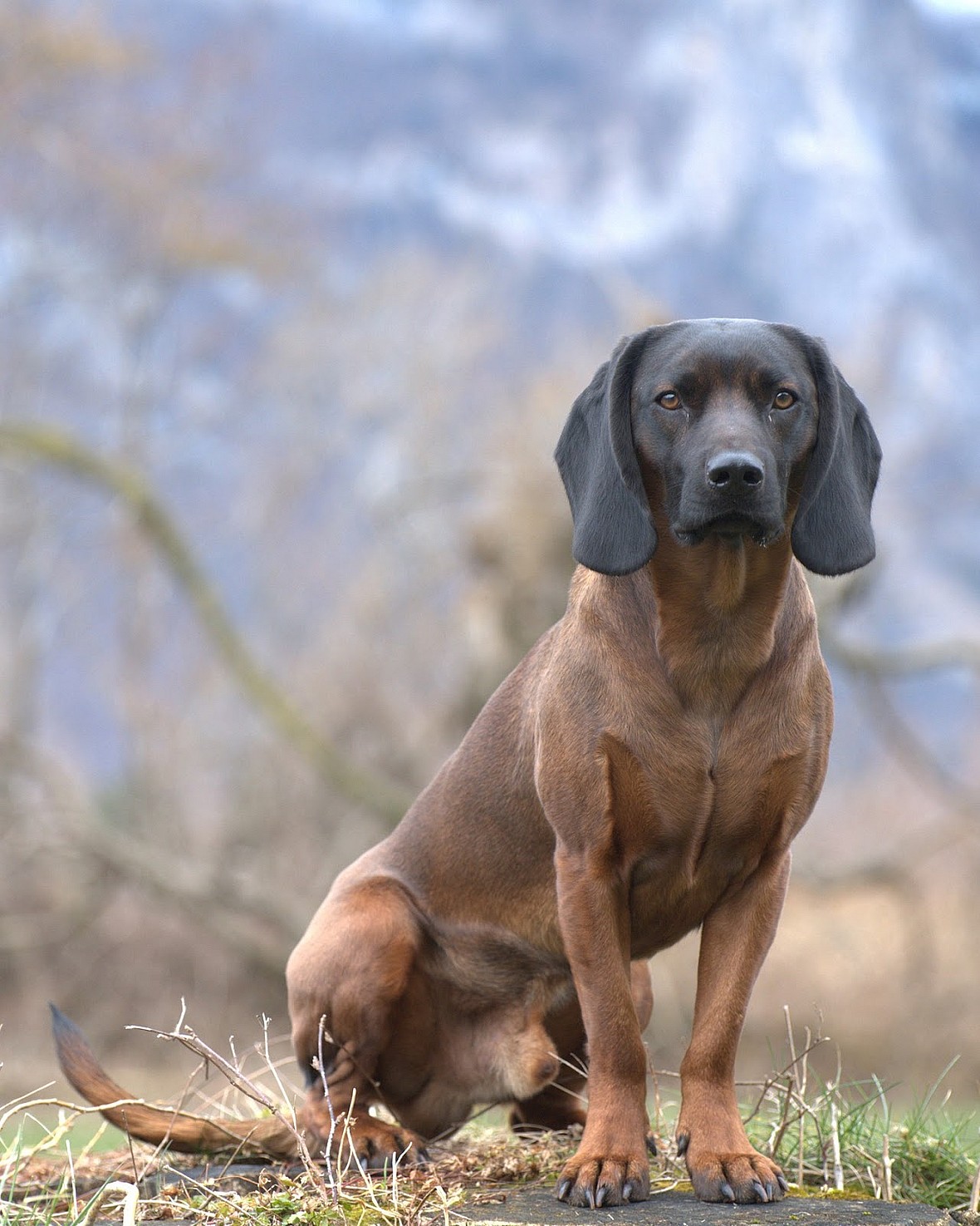 Bavarian Mountain Scent Hound