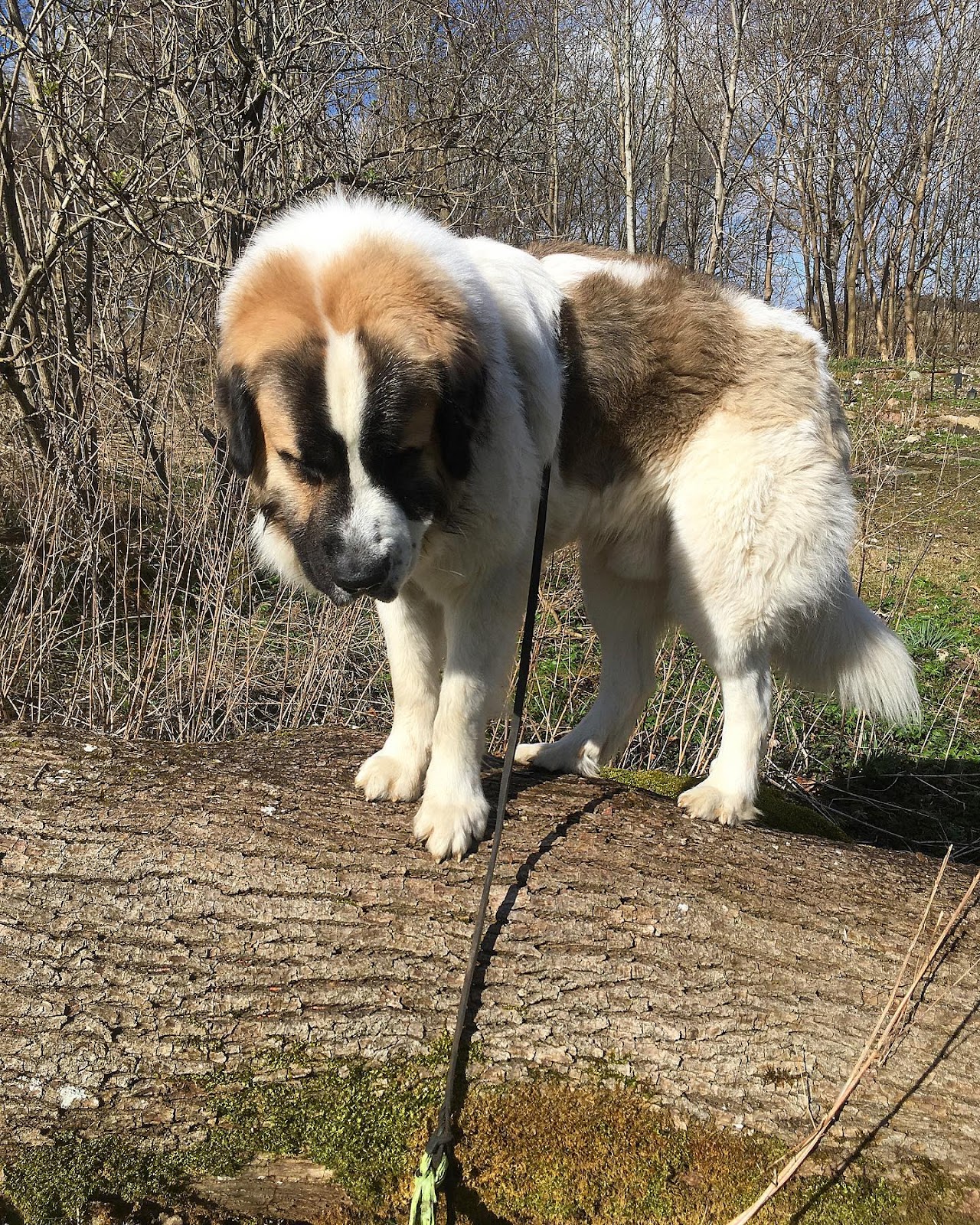 Pyrenean Mastiff
