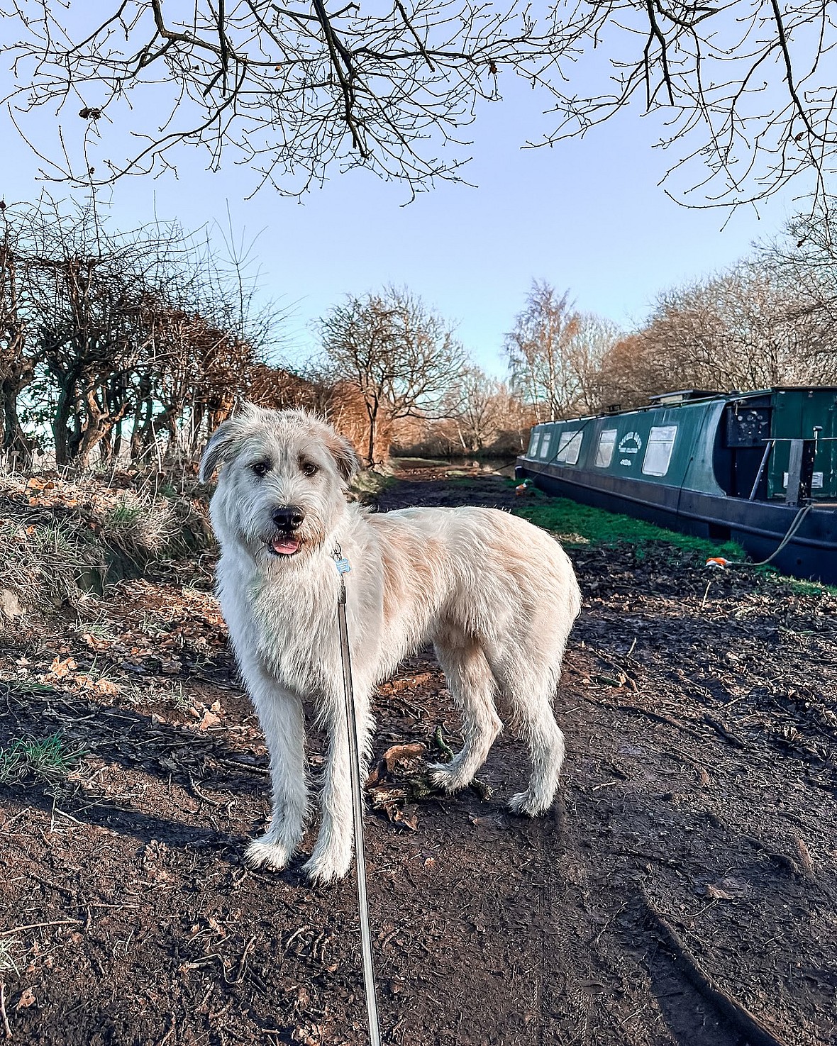 Romanian Mioritic Shepherd Dog