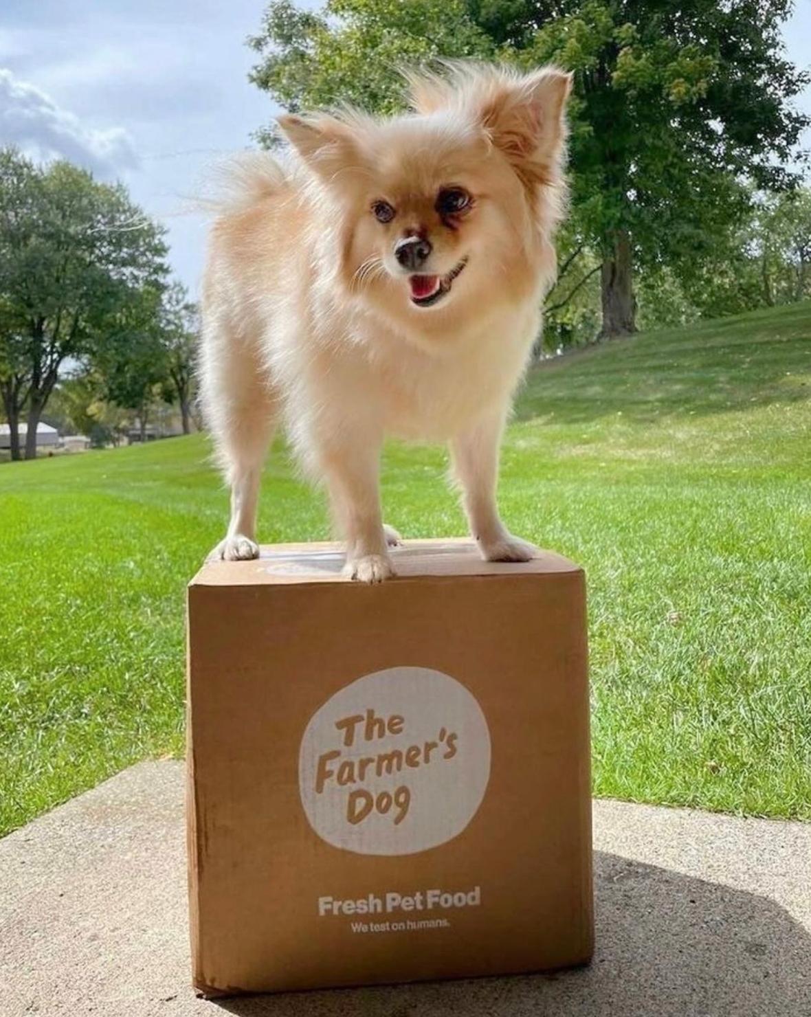 Best Dog Food for Pomeranians