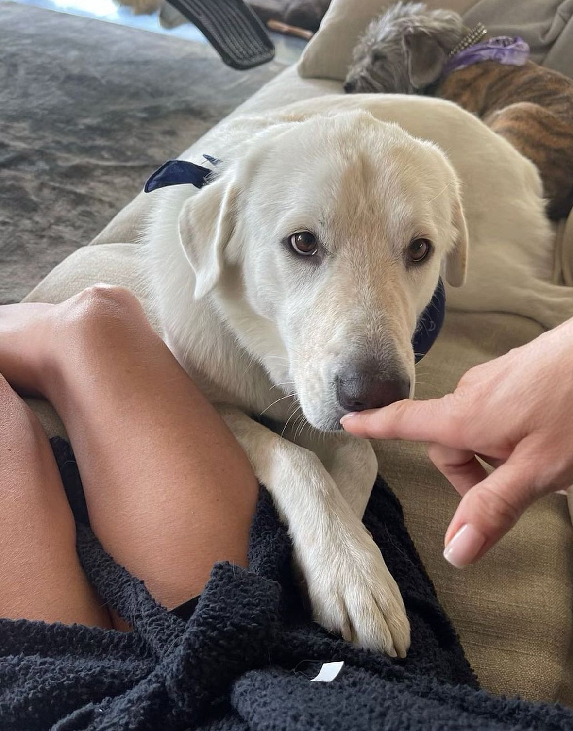 Celebrities Own Pitbulls - Jennifer aniston