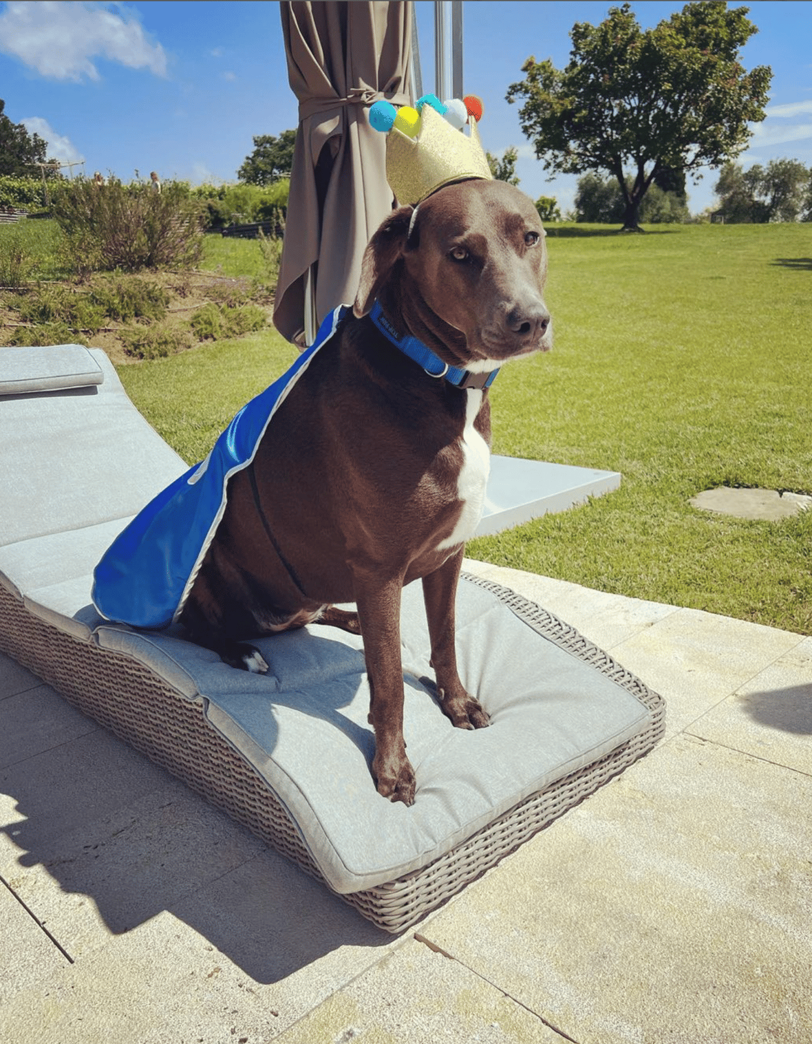 Celebrities Own Pitbulls - Rachael Ray