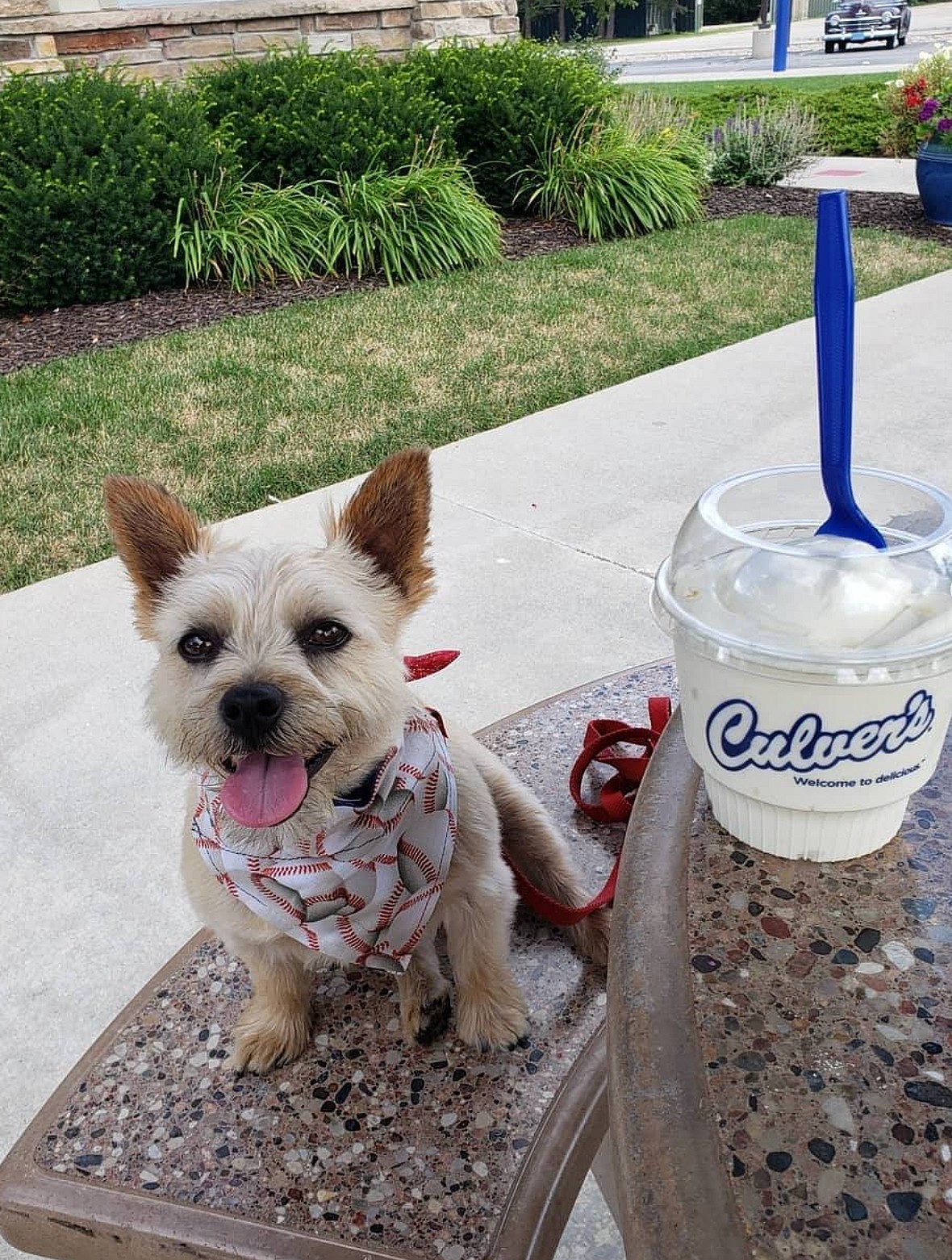 Culver's Milk bone