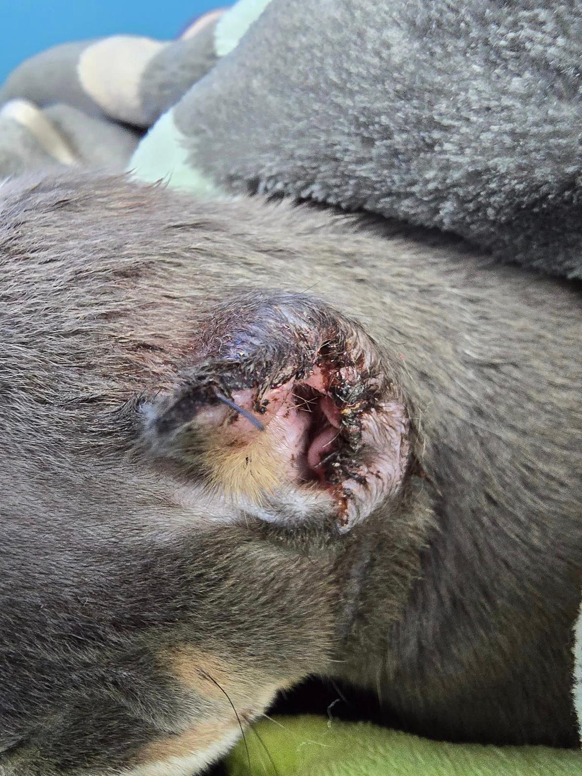 Tiny Puppy Abandoned After Botched Ear Cropping
