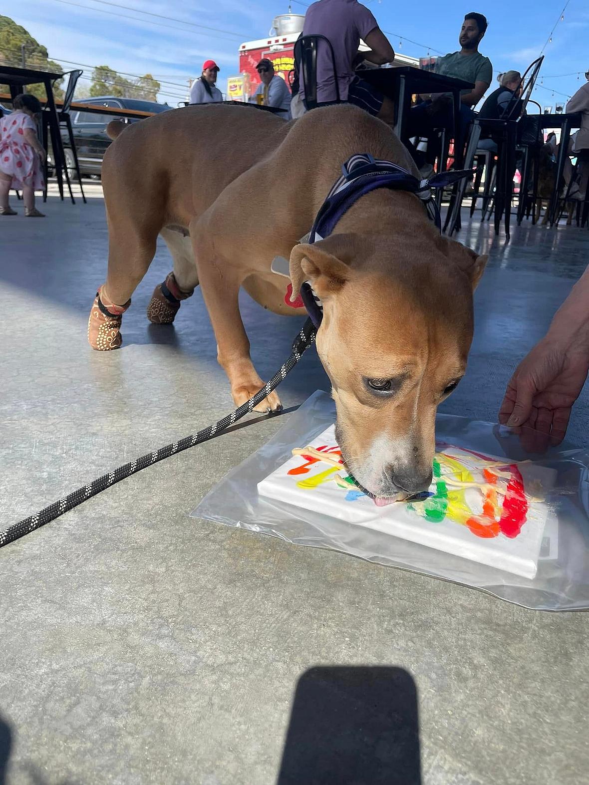 Dog rescue: Rescue Pup Born Without Back Paws