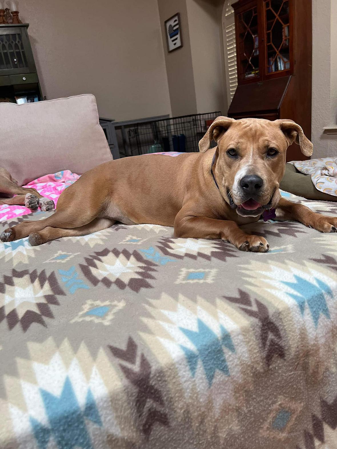 Dog rescue: Rescue Pup Born Without Back Paws