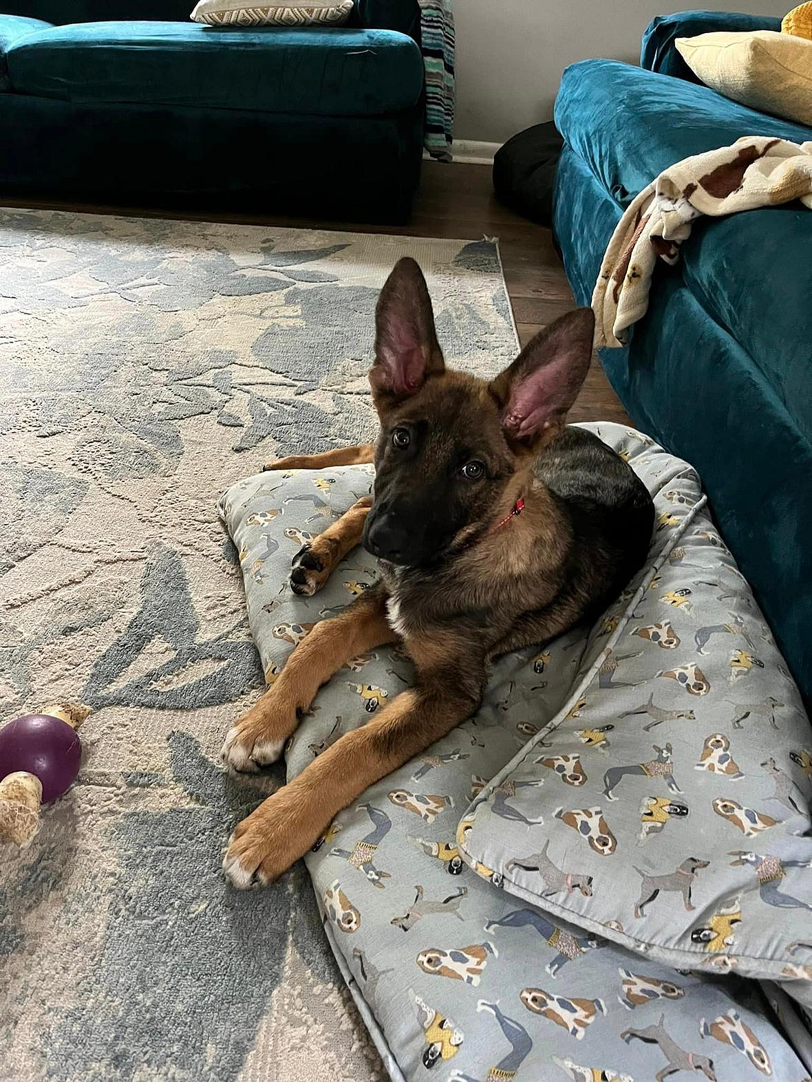 Dog up for adoption: Active German Shepherd Returned to Shelter That Saved Him as Pup, Now He Needs New Home