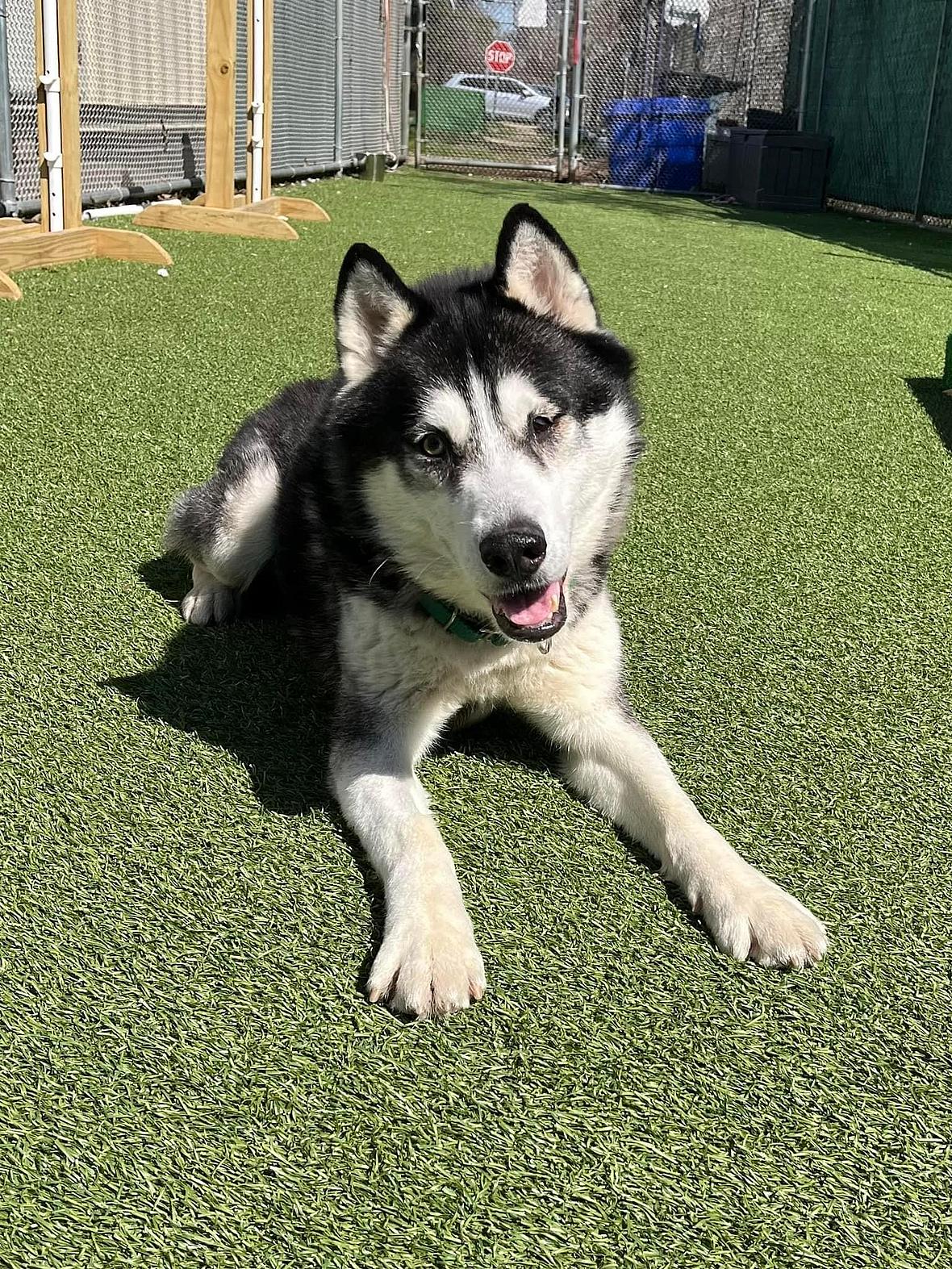 Dog up for adoption: Blankie-Loving Husky Cut Out of Makeshift Harness When Rescued in NY
