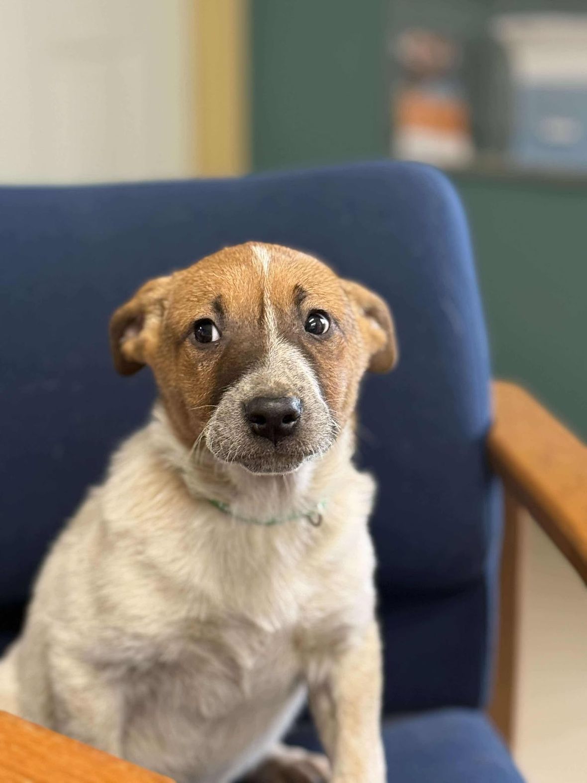 Bandit the Rescue Ranch Pup Is Ready for Adoption! - Rocky Kanaka