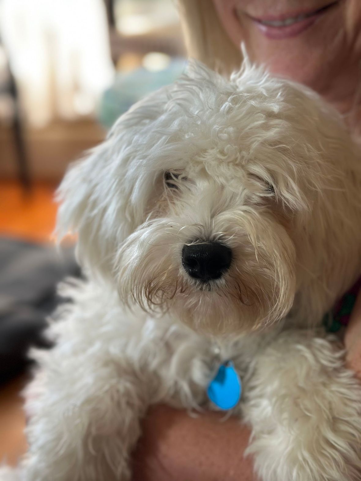 Boomer - Maltese