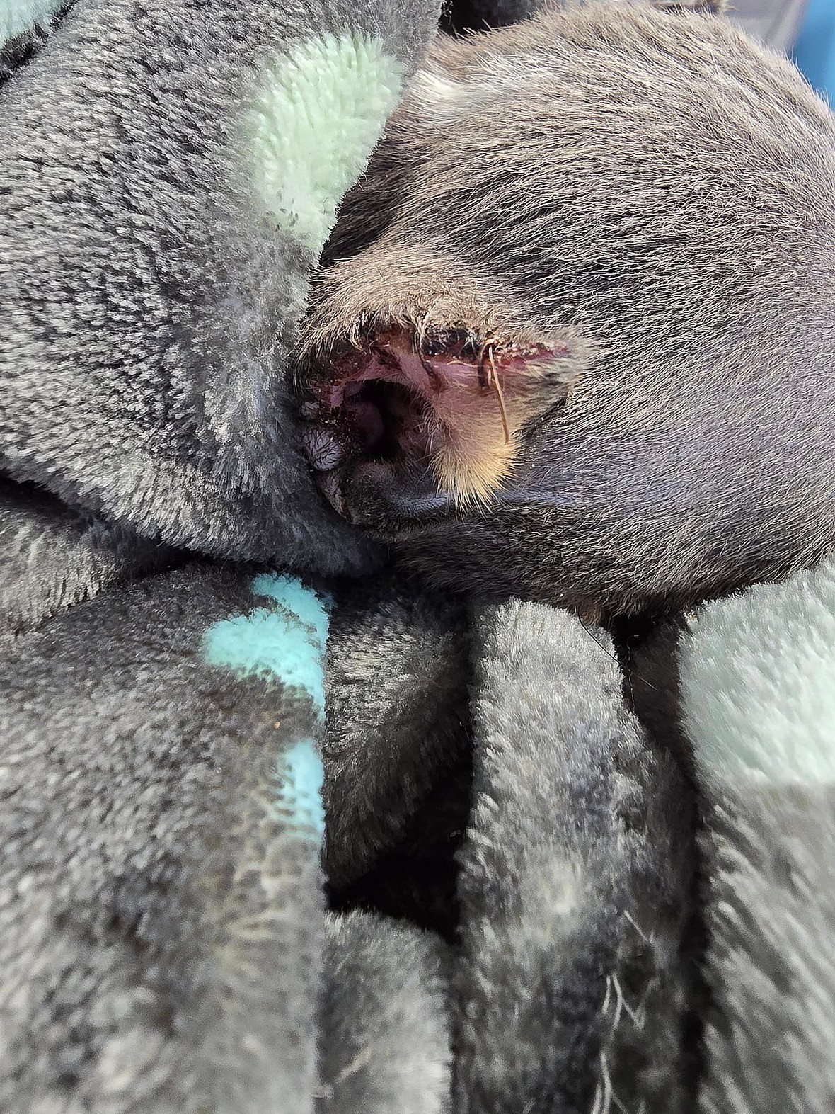 Tiny Puppy Abandoned After Botched Ear Cropping