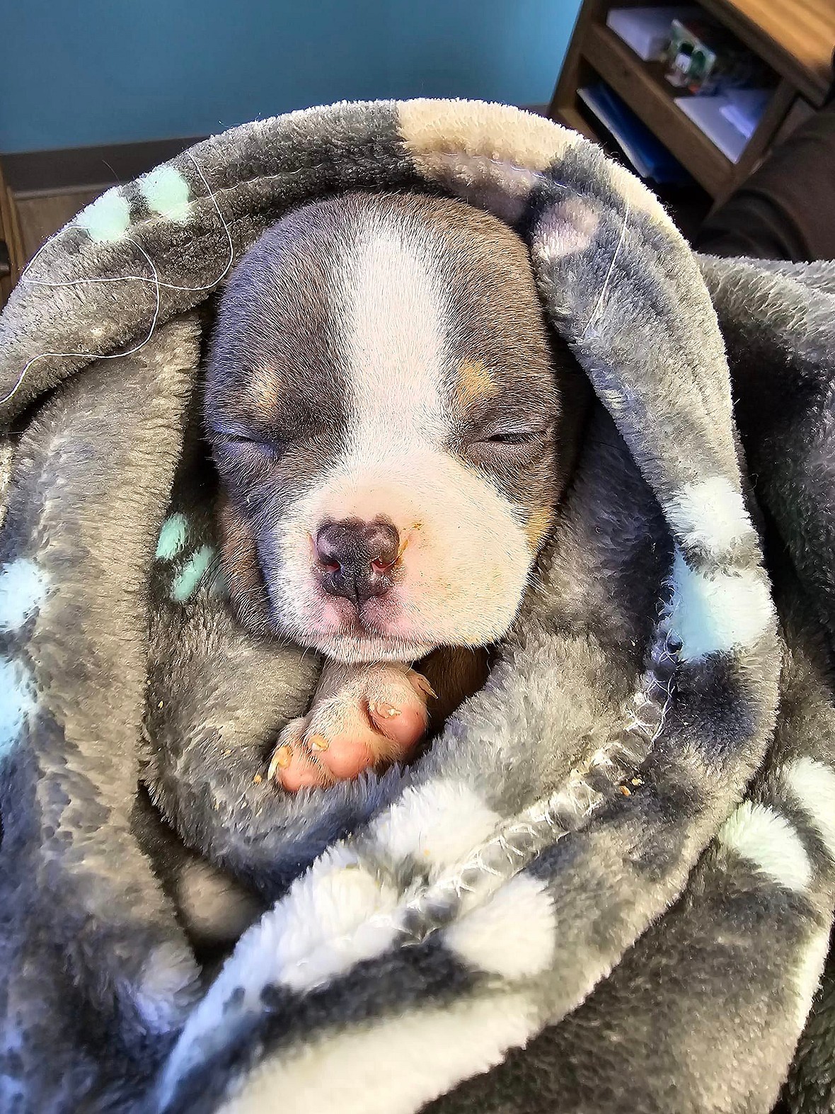 Tiny Puppy Abandoned After Botched Ear Cropping