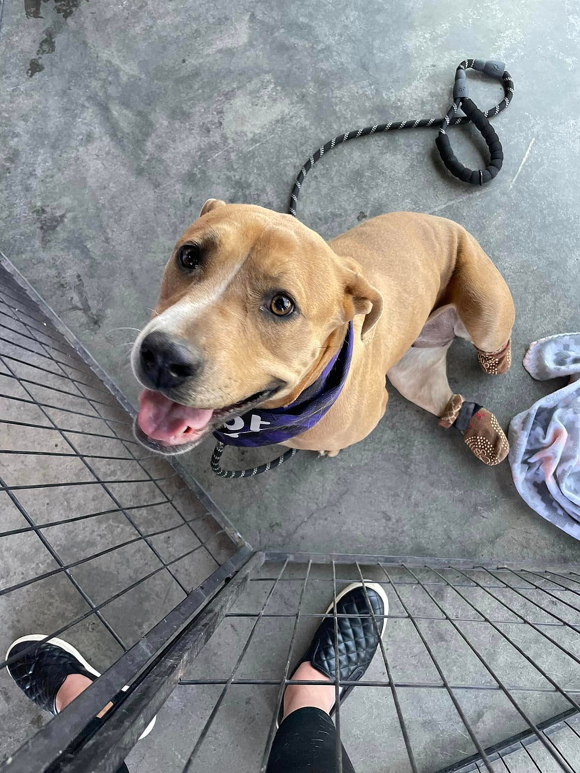 Dog up for adoption: Rescue Pup Born Without Back Paws