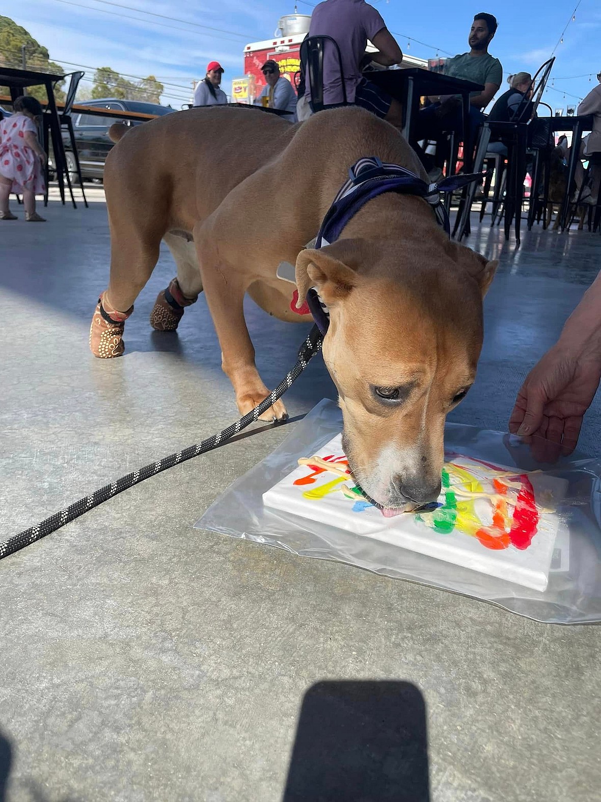 Dog rescue: Rescue Pup Born Without Back Paws