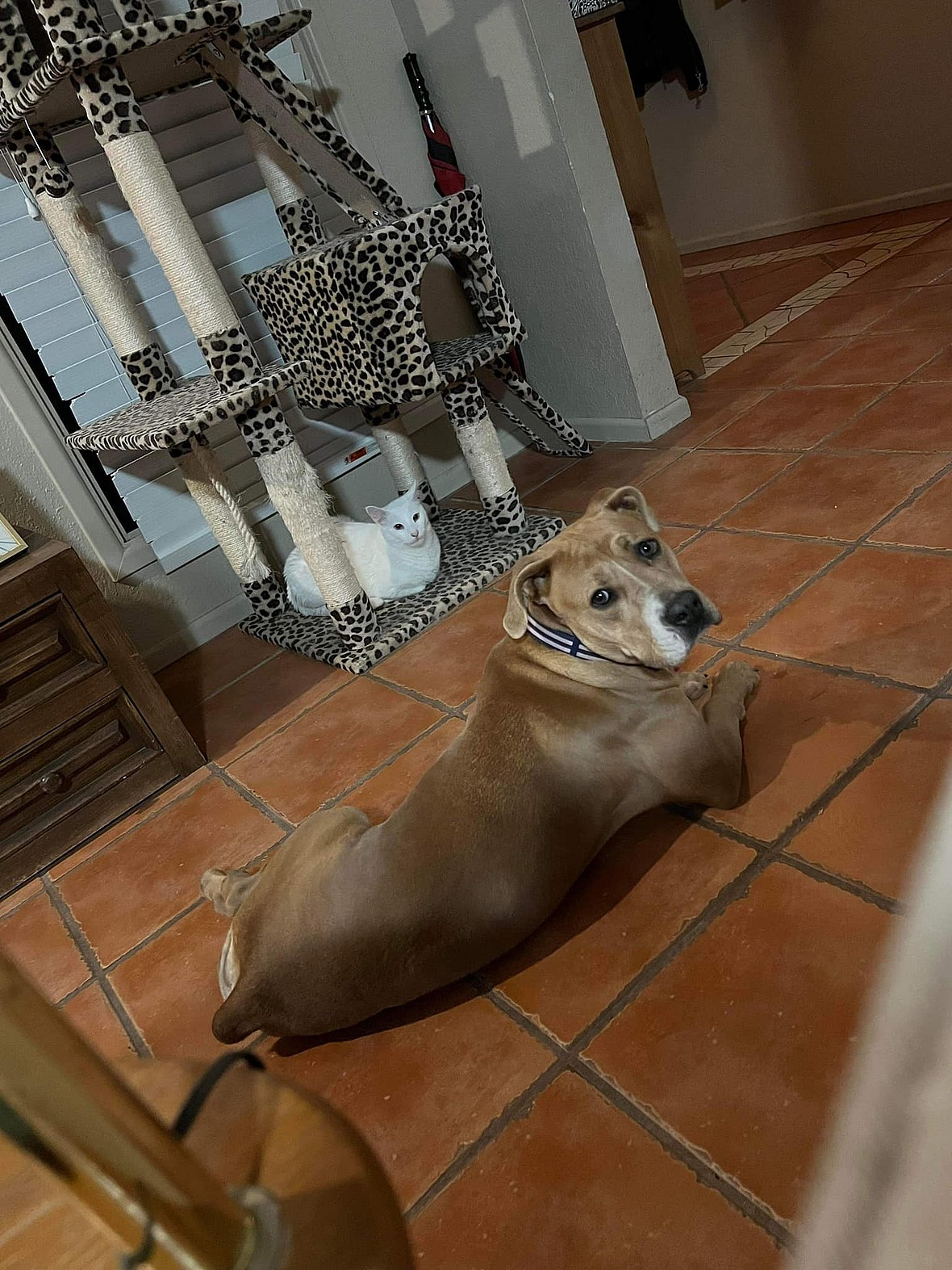 Dog up for adoption: Rescue Pup Born Without Back Paws