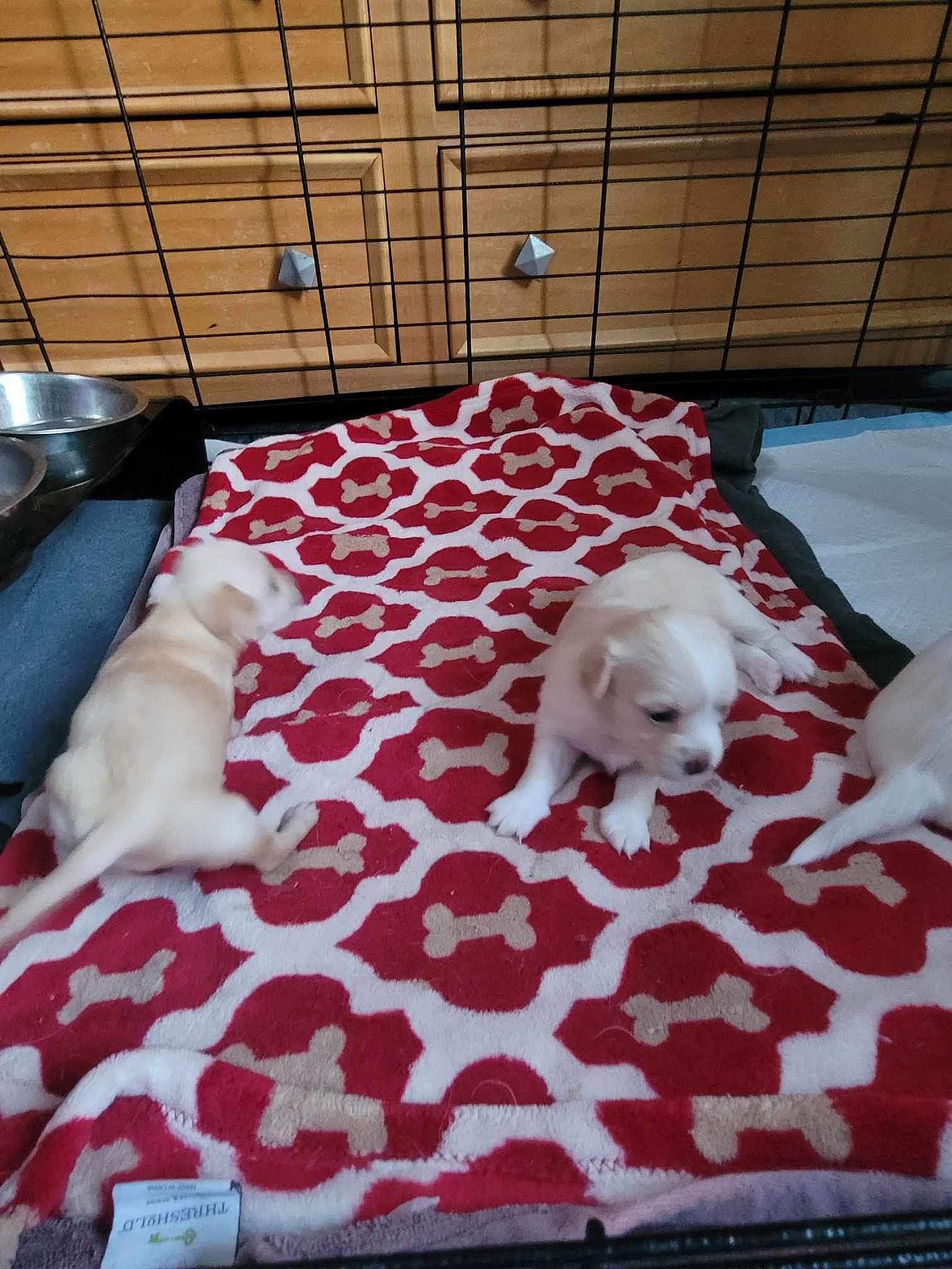 Puppies Find Homes, Leaving Their Heartbroken Mother Behind
