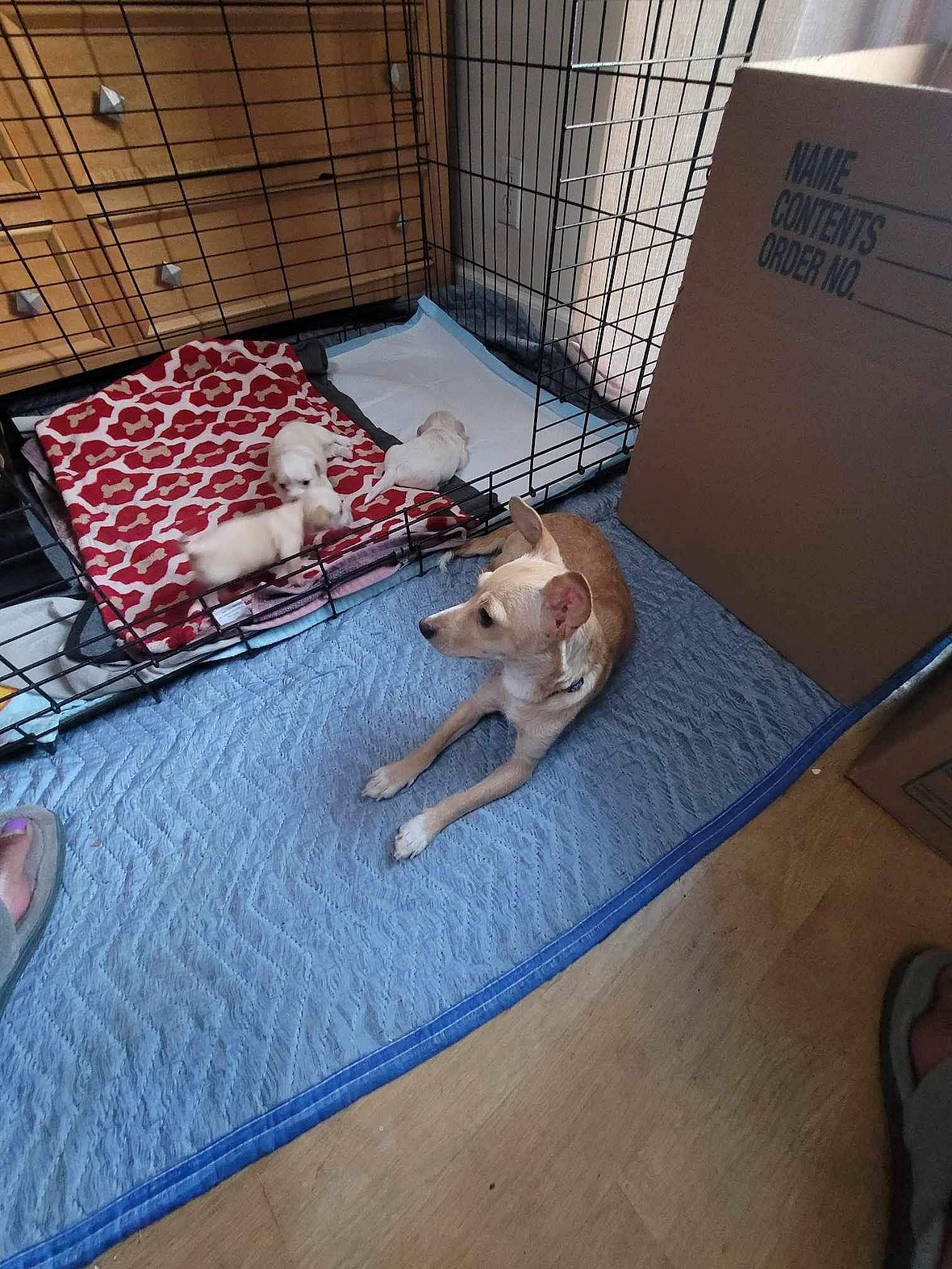 Puppies Find Homes, Leaving Their Heartbroken Mother Behind