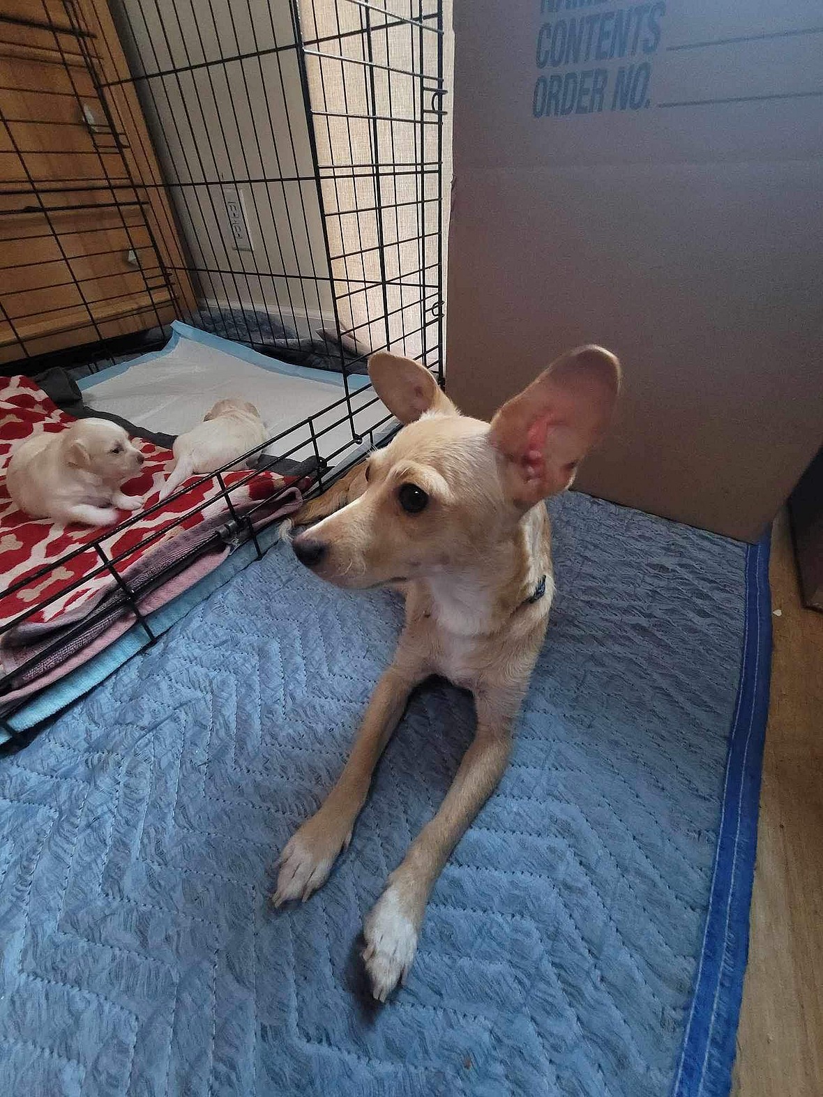 Puppies Find Homes, Leaving Their Heartbroken Mother Behind