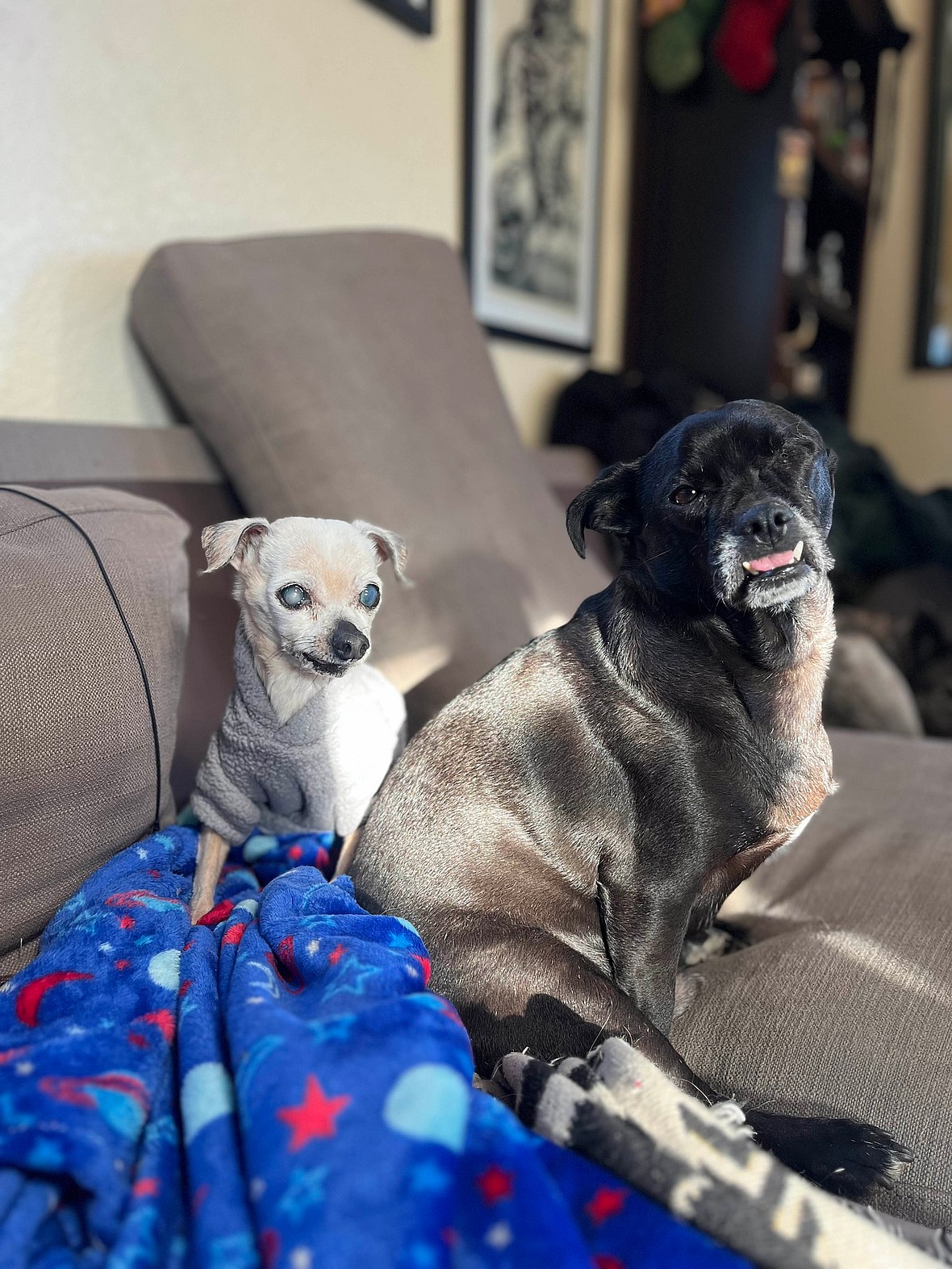 Couple Promised to Make 17 Year Old Blind Dog's Last Days Special. What They Achieved Was Beautiful