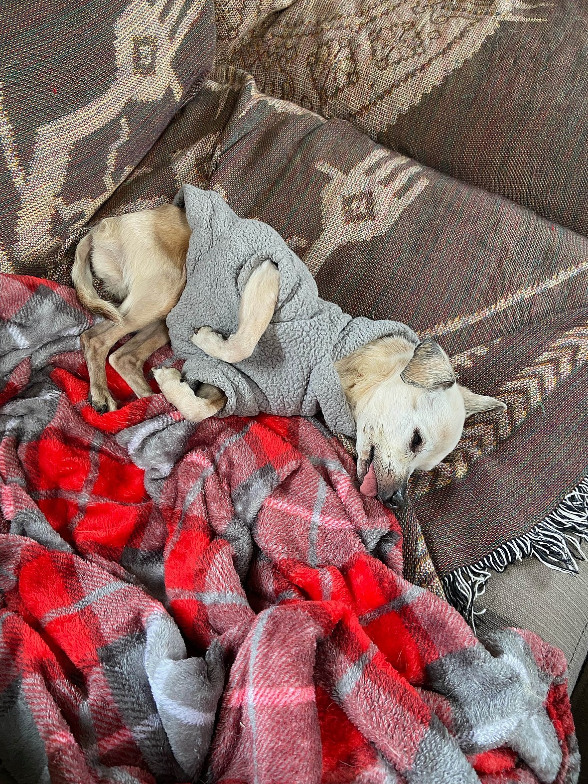 Couple Promised to Make 17 Year Old Blind Dog's Last Days Special. What They Achieved Was Beautiful