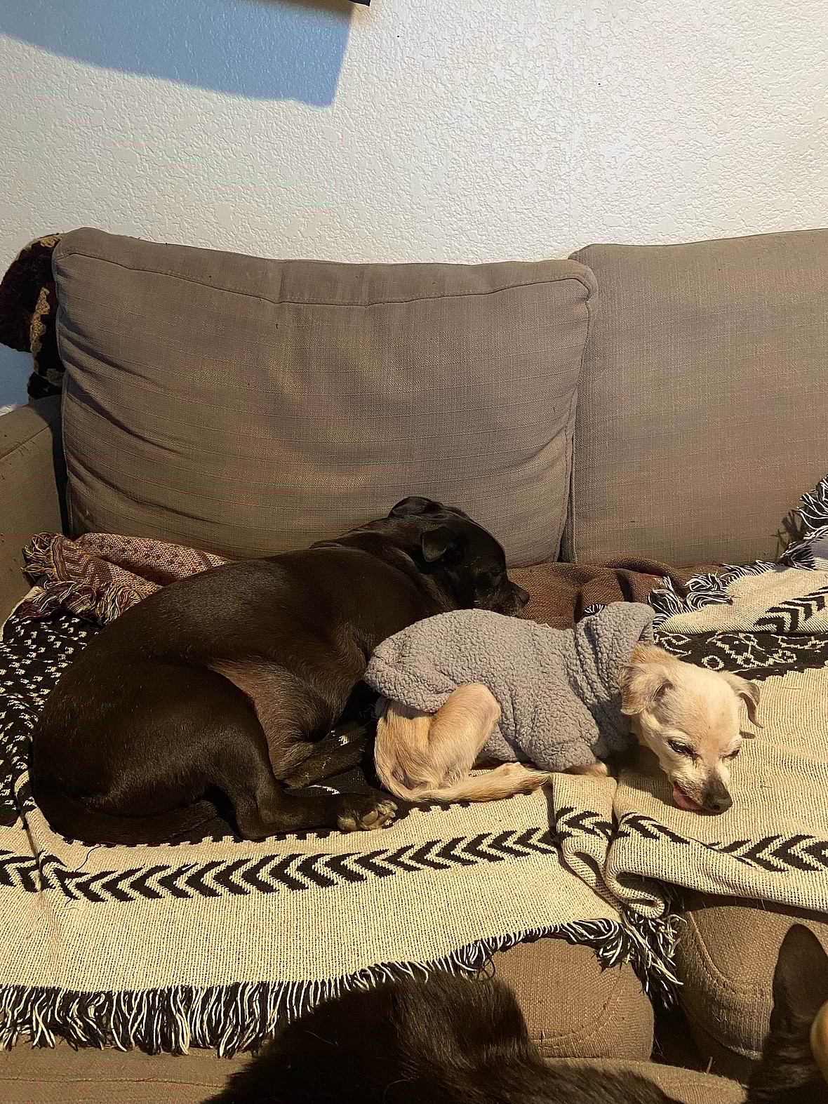 Couple Promised to Make 17 Year Old Blind Dog's Last Days Special. What They Achieved Was Beautiful