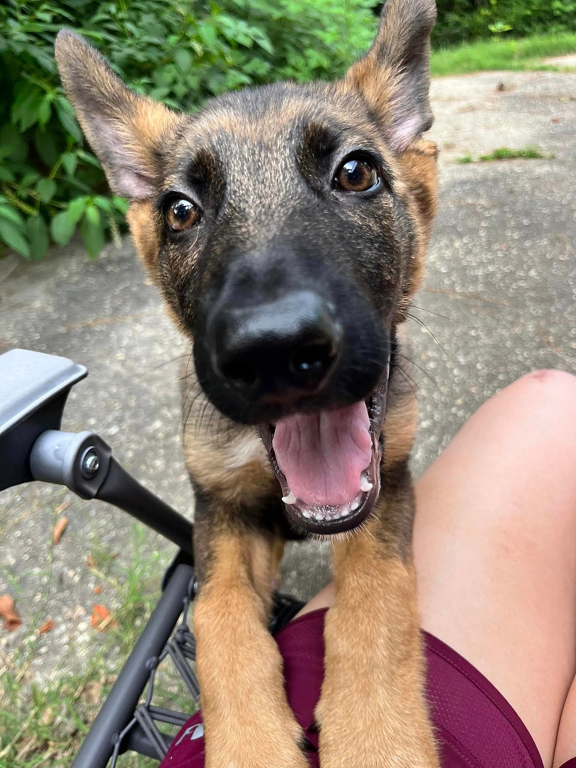 Dog up for adoption: Active German Shepherd Returned to Shelter That Saved Him as Pup, Now He Needs New Home