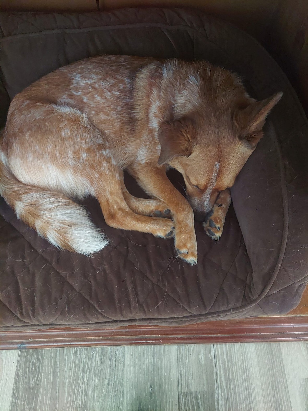 Rescuers Found Dog Living in Cardboard Box in Mexico Then Flew Her to USA to Find a Forever Home