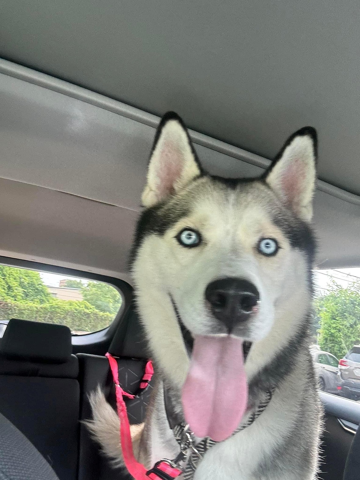 New York's Lost Husky: Eddie's Struggle and Hope for a New Home