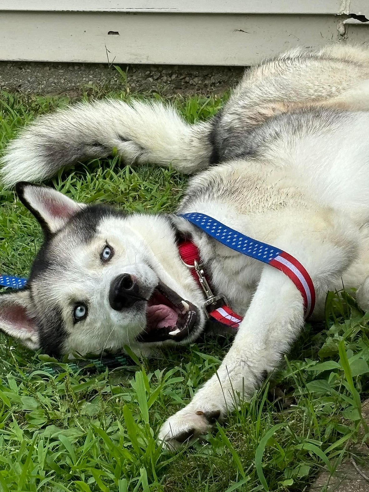New York's Lost Husky: Eddie's Struggle and Hope for a New Home