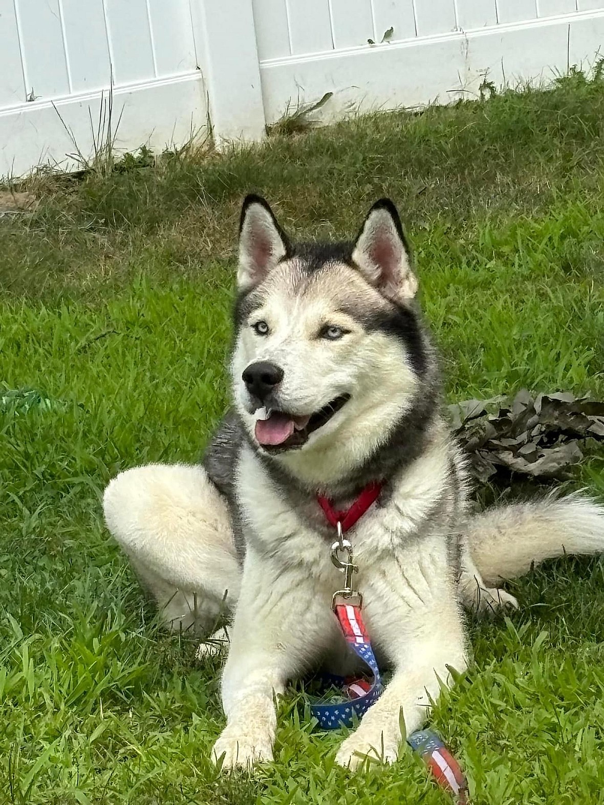 New York's Lost Husky: Eddie's Struggle and Hope for a New Home