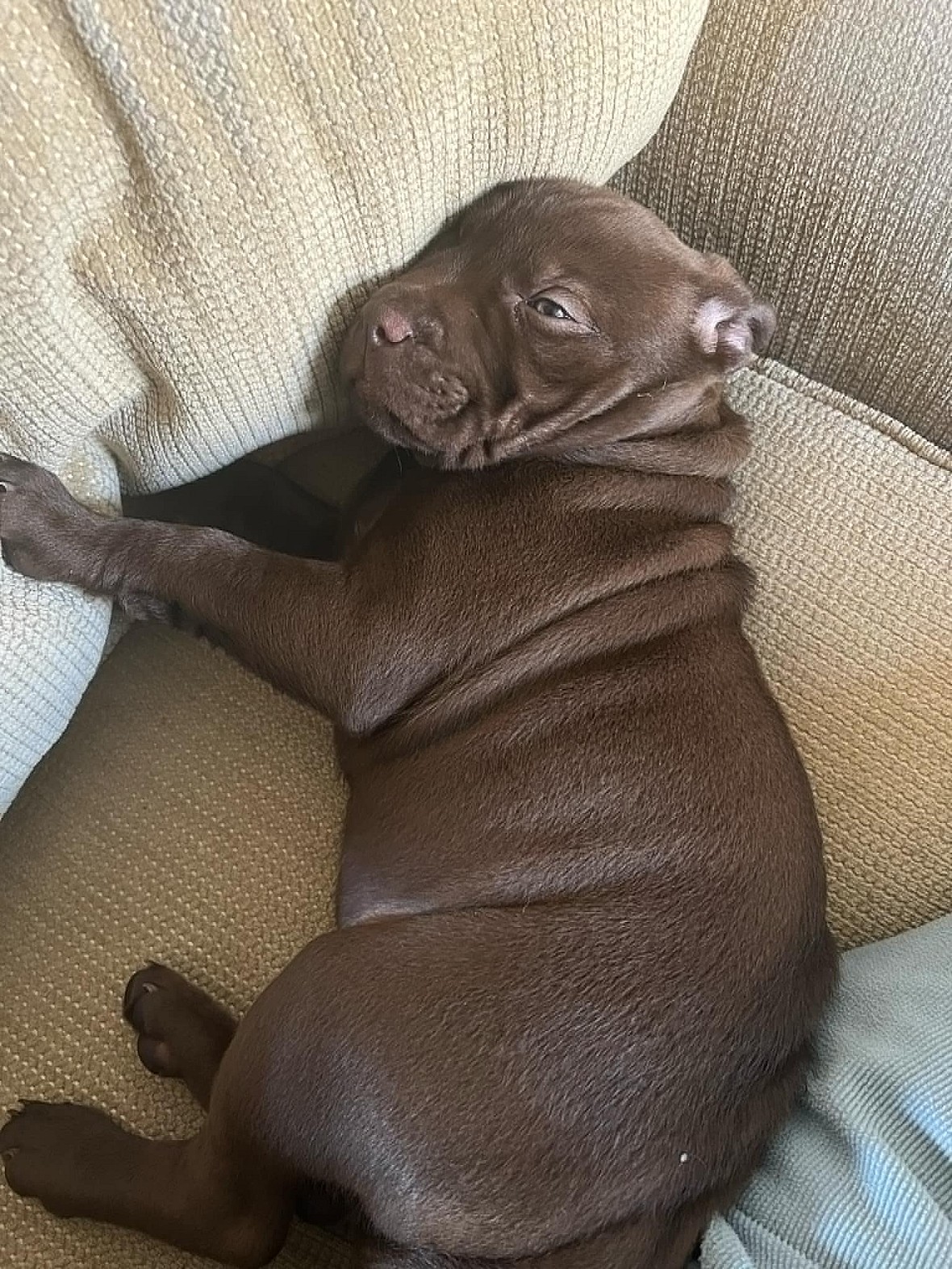 Angelica - Shelby Litter