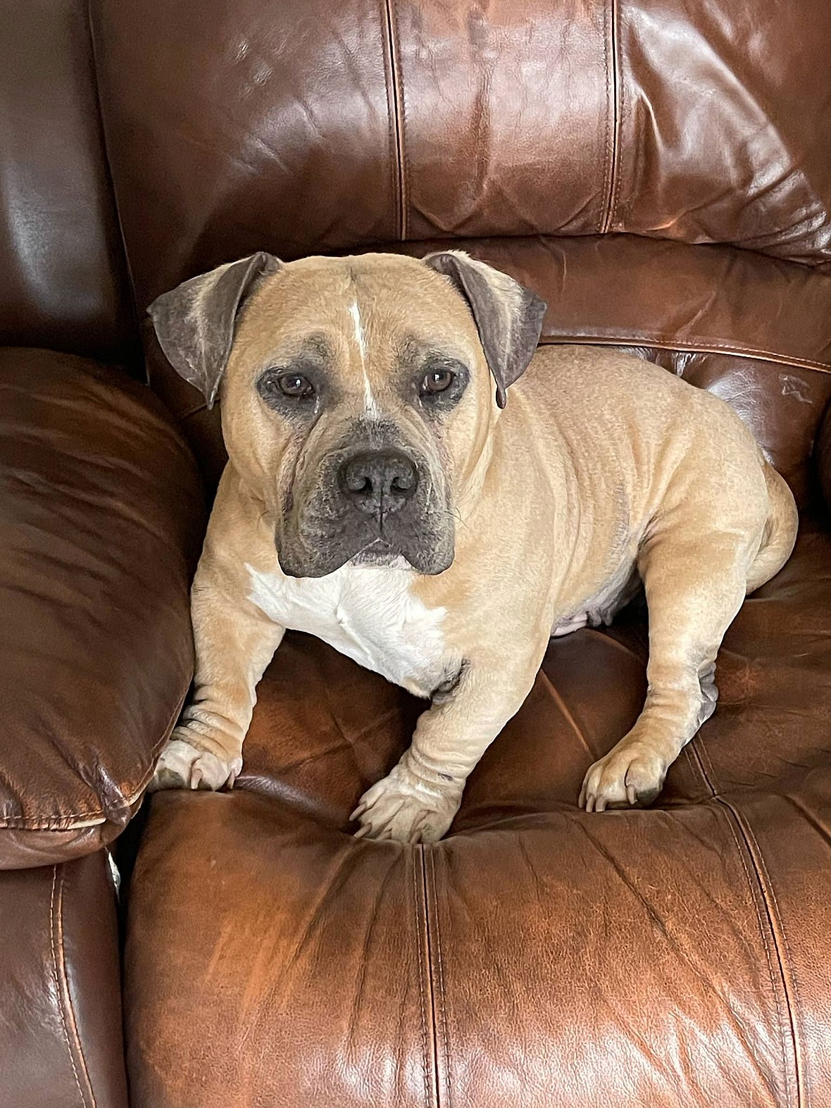 Sammy WAGar - American Staffordshire Terrier