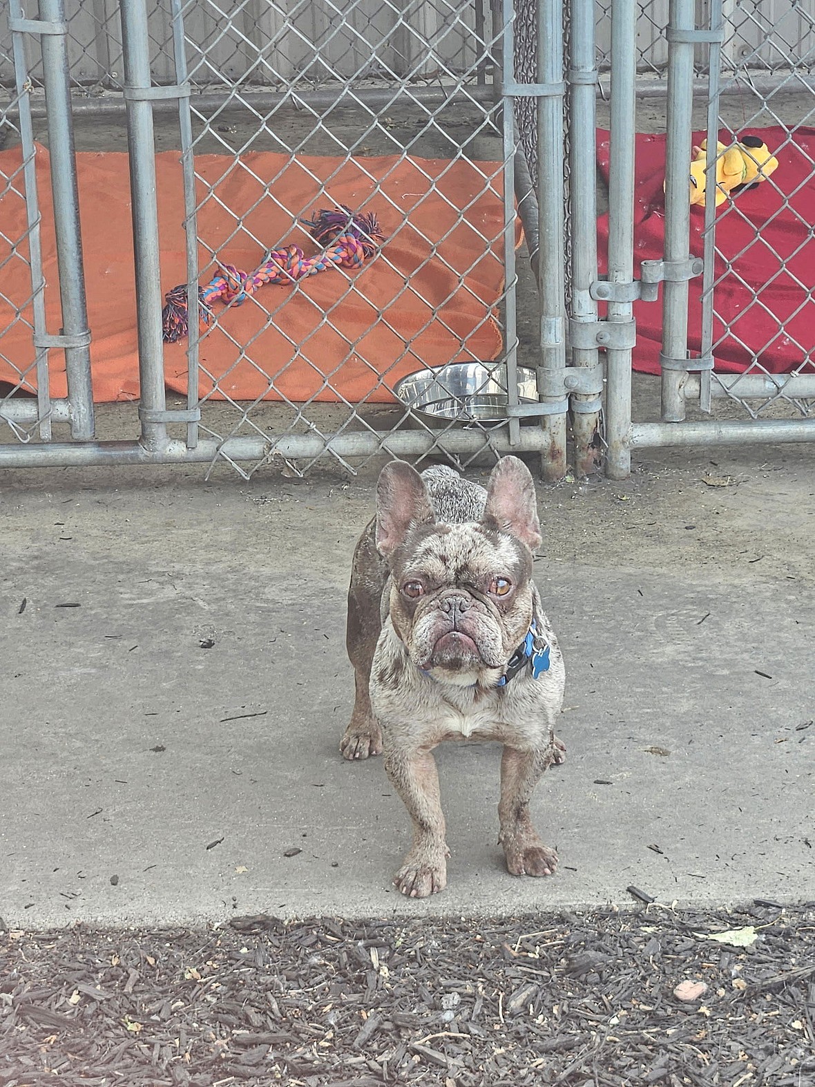 Frankie - French Bulldog