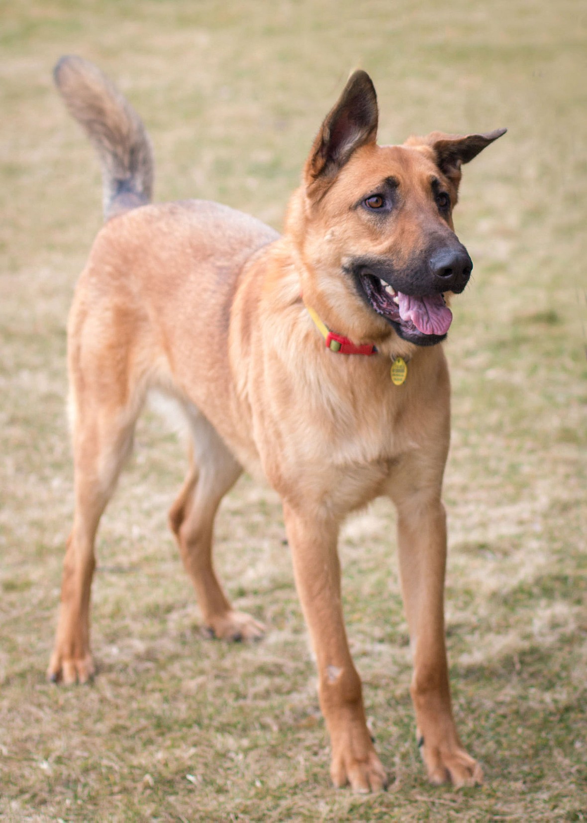 German Shepherd Beaten in Divorce Drama Still Searching for Home After 2 Years