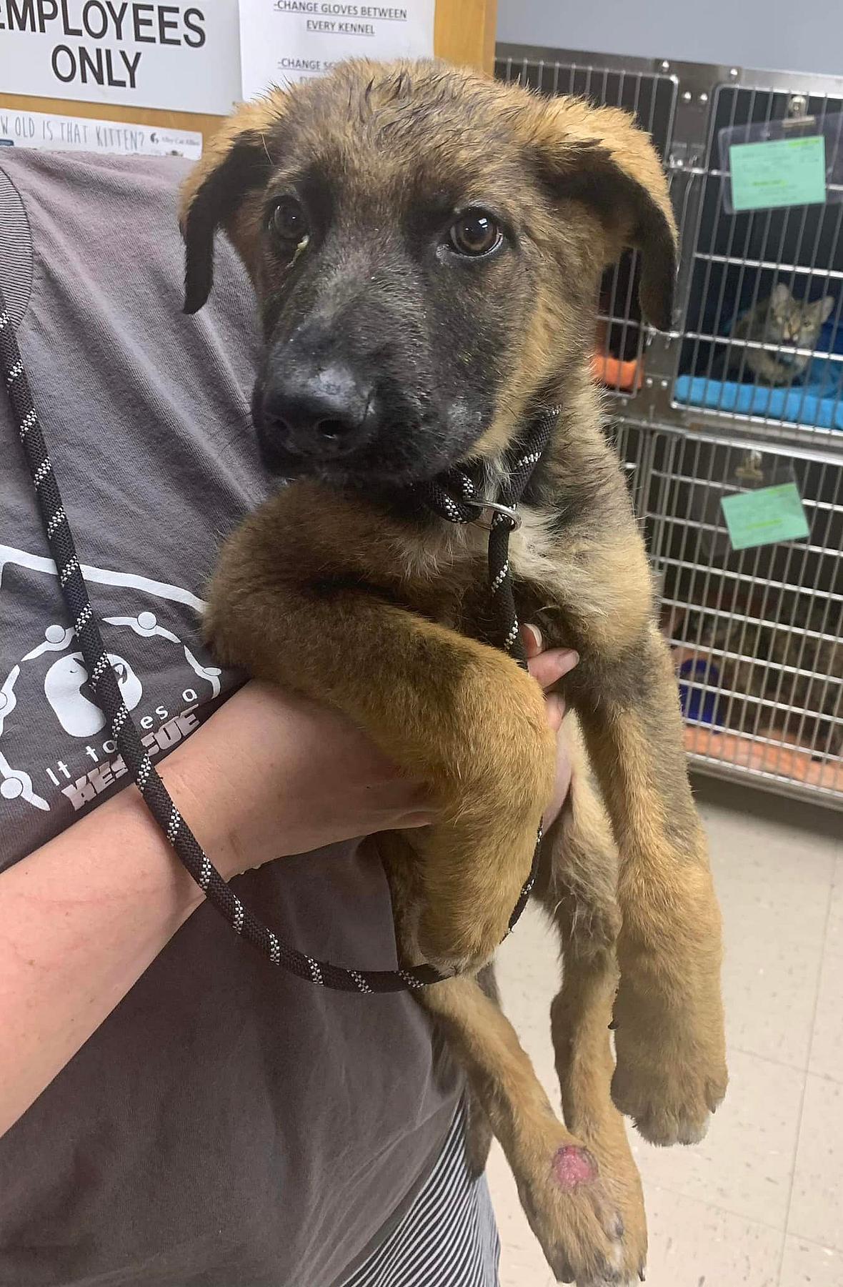 Dog up for adoption: Active German Shepherd Returned to Shelter That Saved Him as Pup, Now He Needs New Home