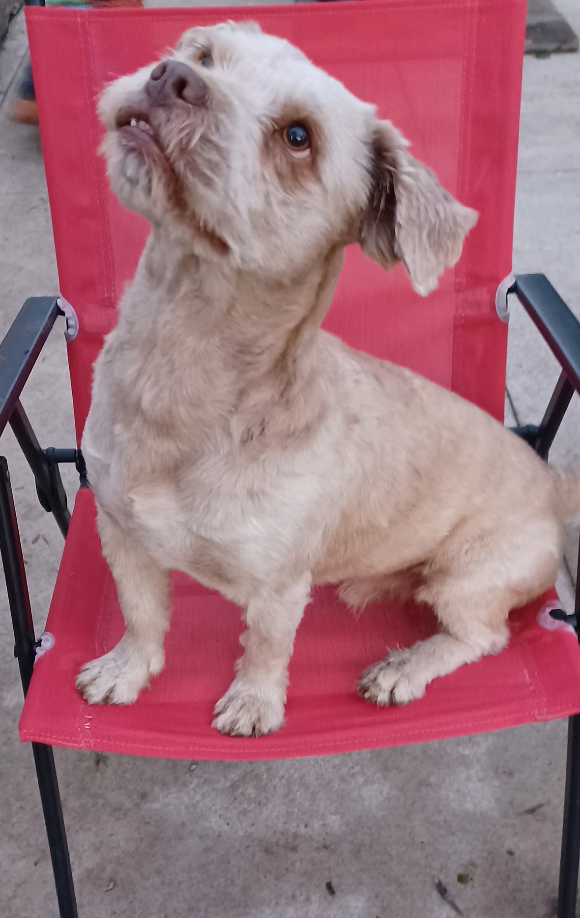 Abused Pup Needing Ugrent Adoption