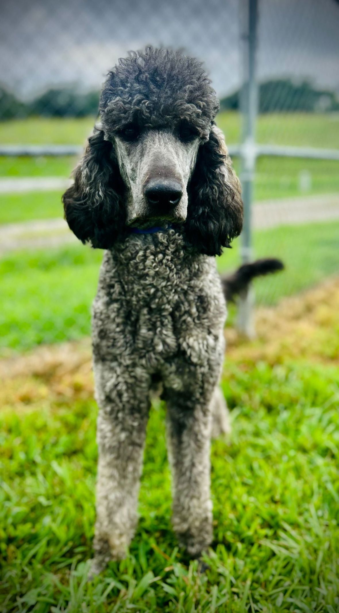 Bellamy Jul 25 - Poodle (Standard)