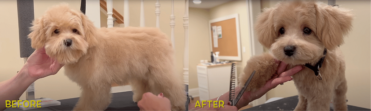 Teddy Bear Goldendoodle Haircut