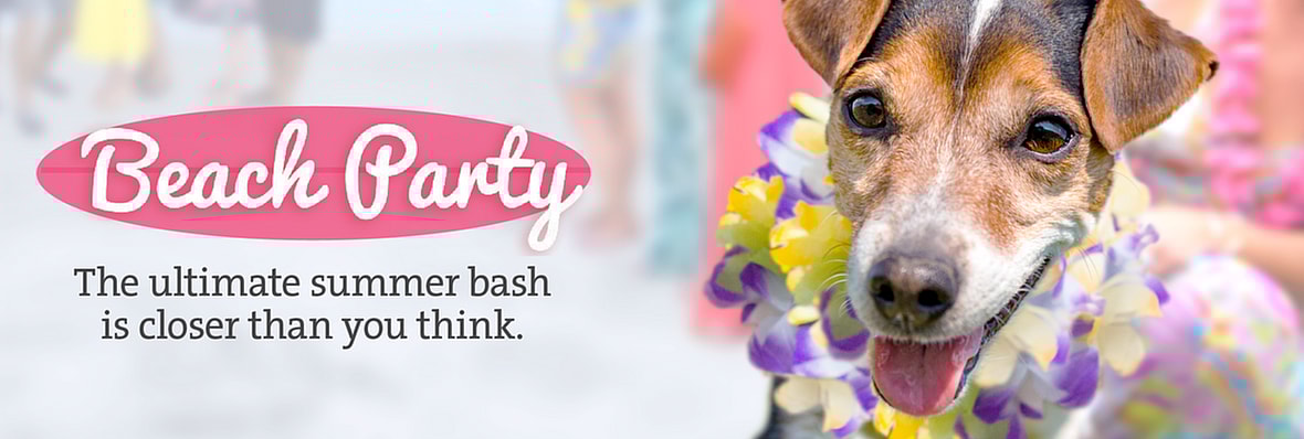 On-Demand Dog Programs