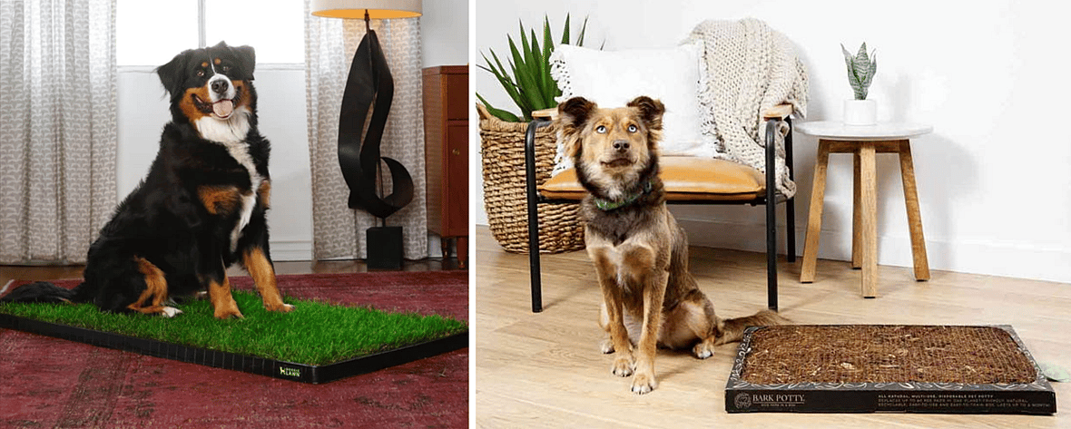 Bark Potty or Doggie Lawn?