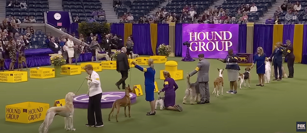 Westminster Dog Show