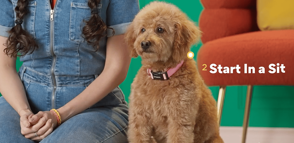 Teaching Your Dog to Shake Paws