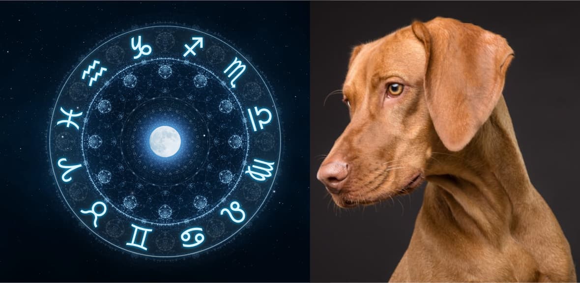 Astrology Names for Dogs