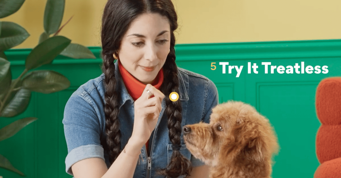 Teaching Your Dog to Shake Paws