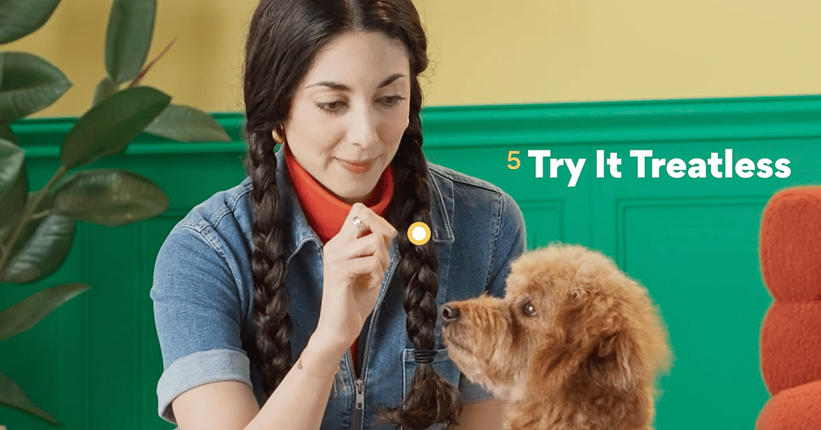 Teaching Your Dog to Shake Paws