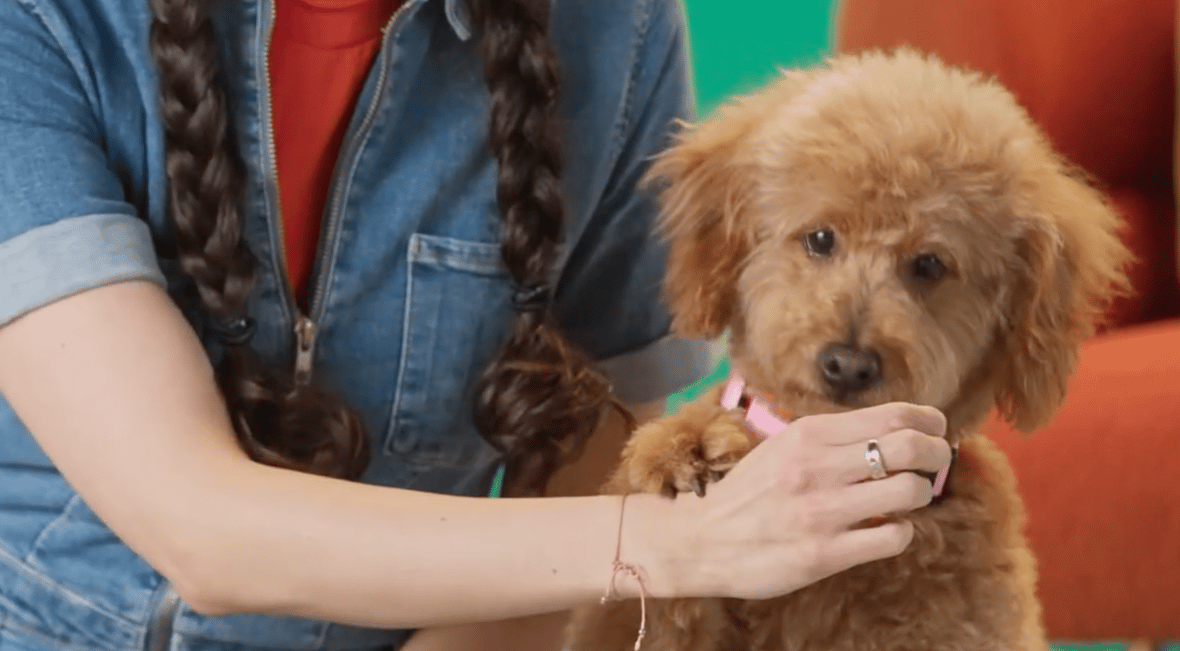 Teaching Your Dog to Shake Paws