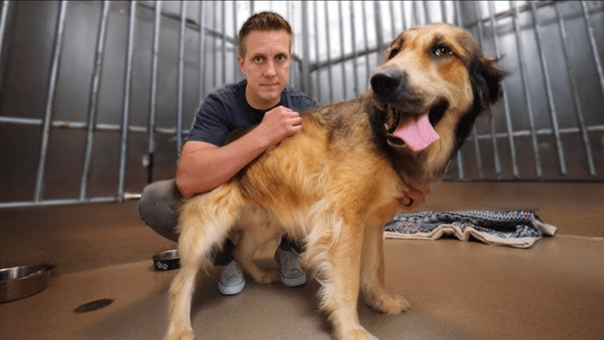 Fostering dogs